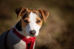Jack Russell Terrier Pictures