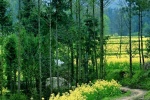 Scenery pictures of rape flowers all over the mountain