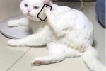 猫咪打电话表情包（原图）