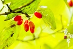 Double Ninth Festival dogwood picture desktop wallpaper