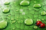 Fresh and eye-protecting scenery wallpaper of the cold dew solar term