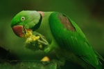 Cute red-collared green parrot pictures