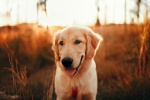 Golden Retriever Pictures