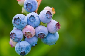 高清蓝莓图片桌面壁纸