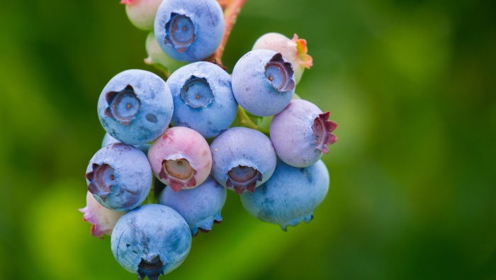 高清蓝莓图片桌面壁纸