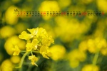 2022年4月护眼油菜花桌面日历壁纸