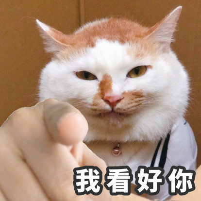 猫猫指人表情包