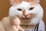 猫猫指人表情包