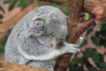 Sleeping koala pictures