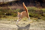 Cat running on the grass picture wallpaper