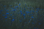 Fresh and elegant cornflower picture wallpaper