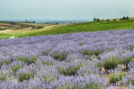 HD lavender pictures desktop wallpaper