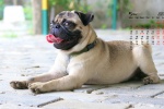 May 2021 cute pug desktop calendar wallpaper