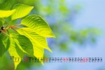 Eye-protecting green leaves HD calendar wallpaper for December 2022