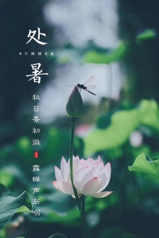Lotus scenery mobile wallpaper during the summer heat
