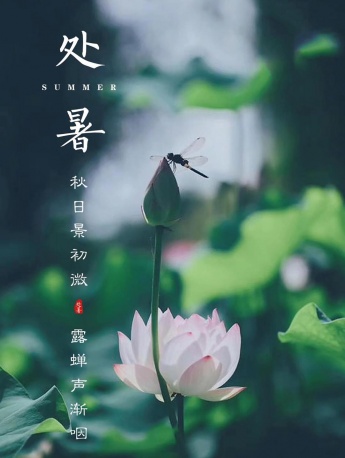 Lotus scenery mobile wallpaper during the summer heat