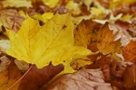 Autumn golden leaves pictures desktop wallpaper