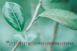 December 2021 eye-protecting green desktop calendar wallpaper