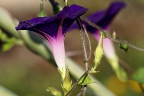 HD 4K morning glory computer desktop wallpaper