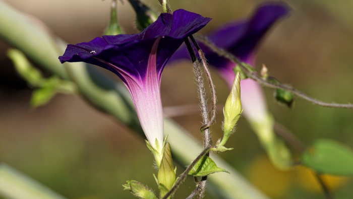 HD 4K morning glory computer desktop wallpaper