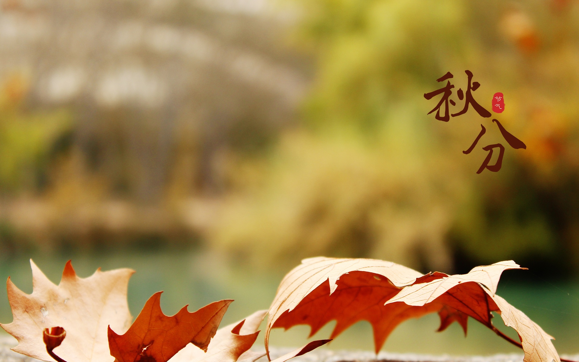 秋分唯美树叶美景图片桌面壁纸