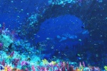 海洋世界水族馆图片桌面壁纸