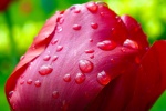 Water droplets on flowers pictures desktop wallpaper
