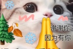 听我说谢谢你猫咪表情包