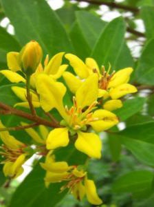 Yellow golden flower pictures