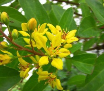 黃色金英花圖片