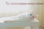 July 2021 Cute Cat Desktop Calendar Wallpaper