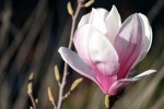 HD magnolia flower pictures desktop wallpaper