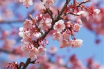 Appreciation of peach blossom pictures in March