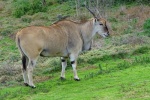 Pictures of big forest antelope