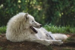 Pictures of healthy Arctic wolves