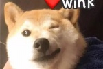 萌宠狗狗wink可爱个性头像图片