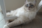 Ragdoll cat pictures Brador cat pictures