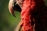 Colorful macaw pictures