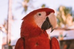 Colorful macaw pictures