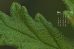2021年9月綠色植物護眼高清日曆壁紙圖片