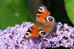 Peacock butterfly picture HD