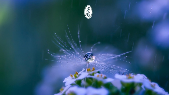 寒露時節清新美景圖片桌麵壁紙