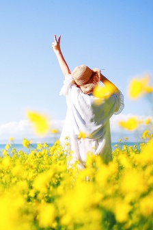 Qinghai rape flower mobile wallpaper picture