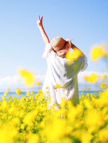 Qinghai rape flower mobile wallpaper picture