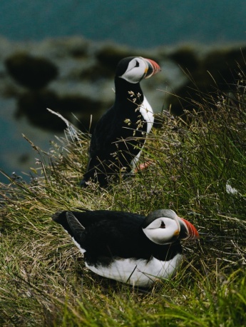 arctic puffin pictures