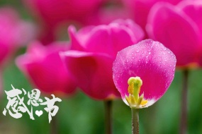 Thanksgiving charming tulips computer wallpaper pictures