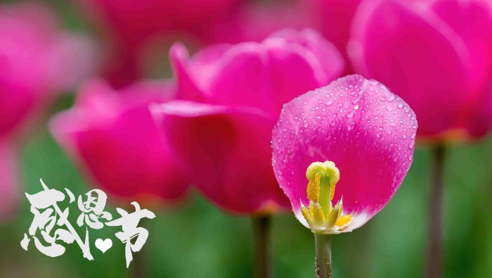 感恩节迷人郁金香电脑壁纸图片