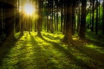 Quiet and beautiful forest scenery pictures wallpaper