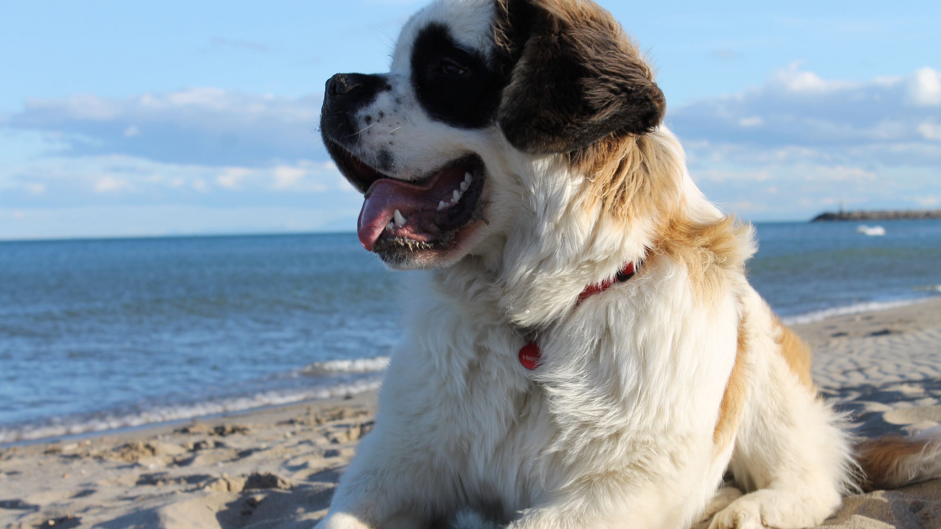 40 多张免费的“Saint Bernard”和“狗”照片 - Pixabay