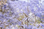Jacaranda beautiful healing wallpaper